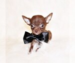Puppy Skeeter Chihuahua