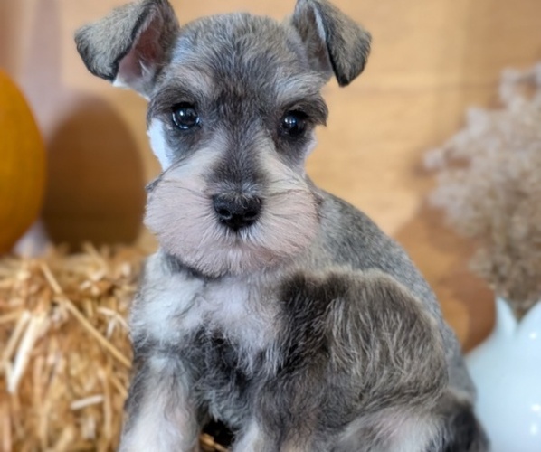 Medium Photo #13 Schnauzer (Miniature) Puppy For Sale in GOSHEN, IN, USA
