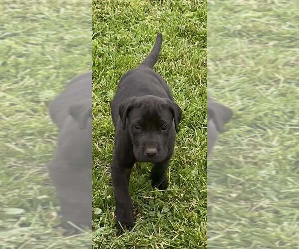 Medium Photo #1 Great Dane Puppy For Sale in MAYSVILLE, KY, USA