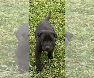 Medium Great Dane