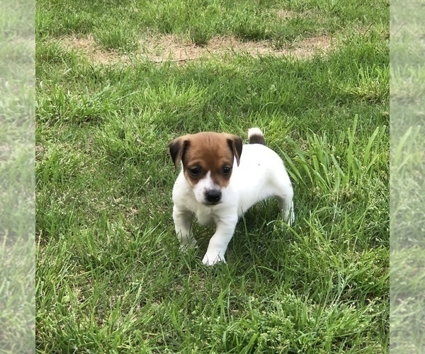Medium Photo #2 Jack Russell Terrier Puppy For Sale in MABLETON, GA, USA