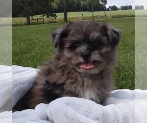Shiranian Puppy for sale in THORP, WI, USA