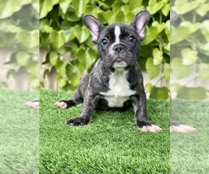 French Bulldog Puppy for sale in SAN DIEGO, CA, USA