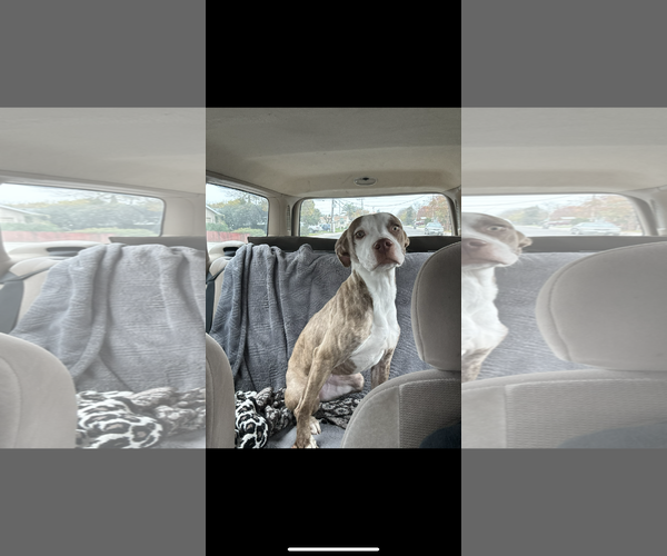 Medium Photo #1 American Staffordshire Terrier-Unknown Mix Puppy For Sale in Woodland, CA, USA