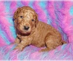 Small #2 Labradoodle