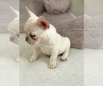 Small Photo #2 French Bulldog Puppy For Sale in CALDWELL, NJ, USA
