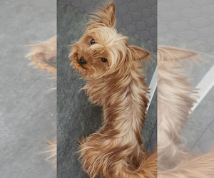 Yorkshire Terrier Puppy for sale in MABLETON, GA, USA