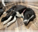 Small #1 Border Collie-Chihuahua Mix