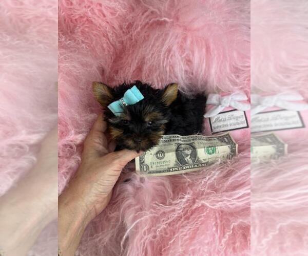 Medium Photo #27 Yorkshire Terrier Puppy For Sale in TAMPA, FL, USA