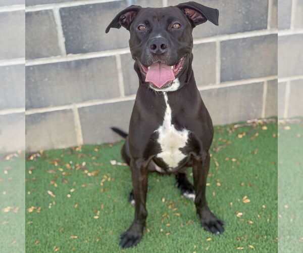 Medium Photo #2 American Staffordshire Terrier-Unknown Mix Puppy For Sale in Huntley, IL, USA