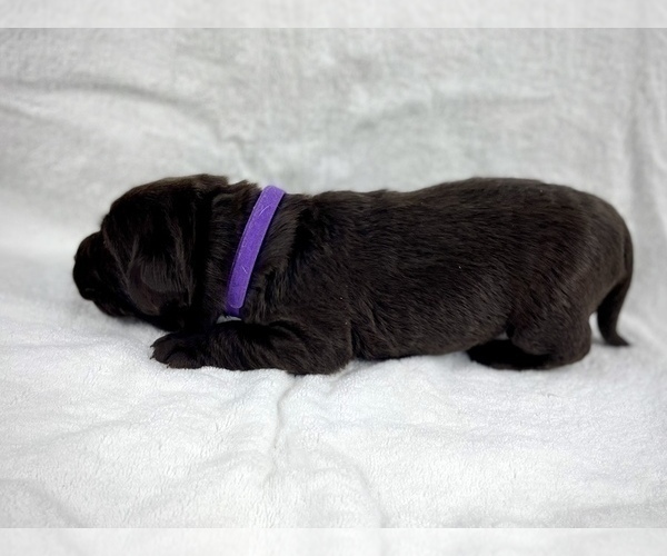 Medium Photo #4 Labrador Retriever Puppy For Sale in ACWORTH, GA, USA