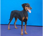 Small #2 Doberman Pinscher