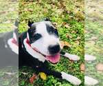 Small #3 American Staffordshire Terrier Mix