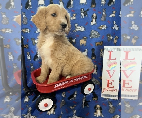 Medium Photo #18 English Cream Golden Retriever-Poodle (Standard) Mix Puppy For Sale in DEARBORN, MO, USA