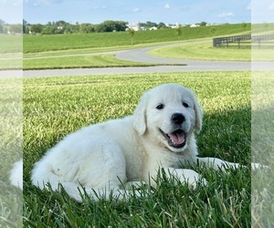 Golden Retriever Puppy for sale in GORDONVILLE, PA, USA