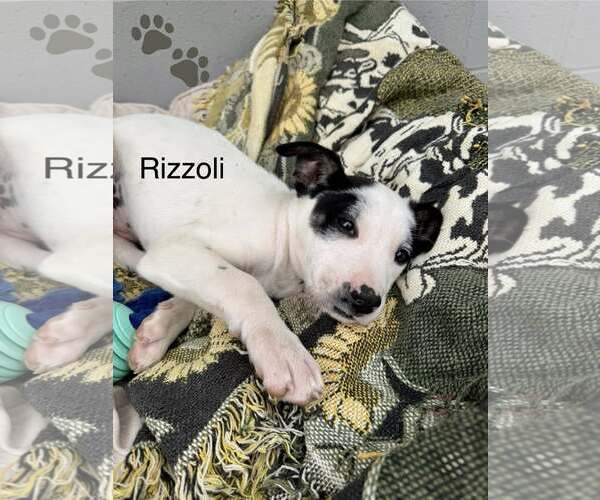 Medium Photo #1 Mutt Puppy For Sale in Turlock, CA, USA