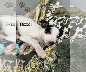 Mutt Dogs for adoption in Turlock, CA, USA