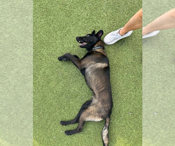 Medium Photo #3 Mutt Puppy For Sale in Imlay City, MI, USA