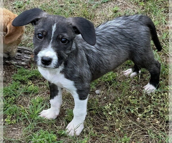 Medium Photo #1 Mutt Puppy For Sale in Rockaway, NJ, USA
