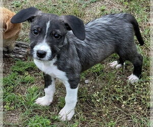 Mutt Dogs for adoption in Rockaway, NJ, USA