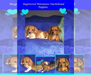 Dachshund Puppy for sale in GREENVILLE, TX, USA