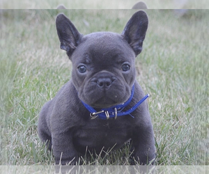 French Bulldog Puppy for sale in BOSTON, MA, USA