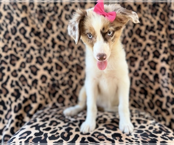 Medium Photo #2 Australian Shepherd Puppy For Sale in LAKELAND, FL, USA