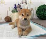 Small Photo #2 Shiba Inu Puppy For Sale in NEW YORK, NY, USA