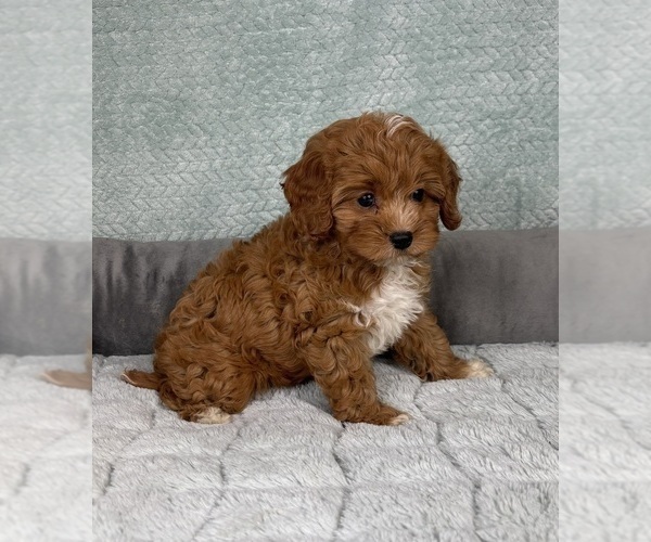 Medium Photo #4 Cavapoo Puppy For Sale in FRANKLIN, IN, USA
