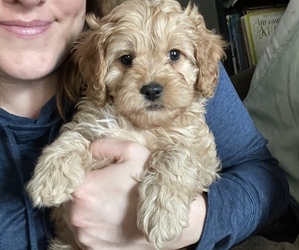 Cavapoo Puppy for sale in NORTHFIELD, MN, USA