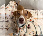 Whisky Star - Male Unknown-Welsh Corgi Mix Dog for Adoption - Small photo