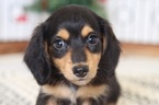 Small Photo #2 Dachshund Puppy For Sale in NAPLES, FL, USA