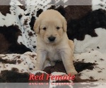 Puppy Red Female Golden Retriever