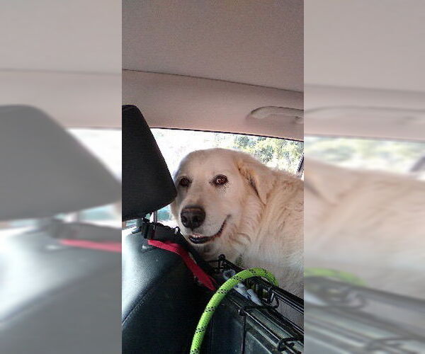 Medium Photo #7 Great Pyrenees Puppy For Sale in Spring, TX, USA