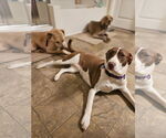 Small #2 American Staffordshire Terrier-Collie Mix