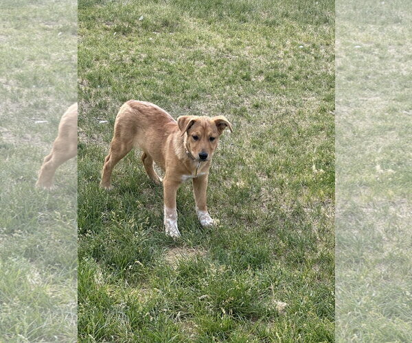 Medium Photo #6 Mutt Puppy For Sale in Sandy, UT, USA