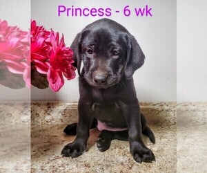 Labrador Retriever Puppy for sale in CATO, NY, USA