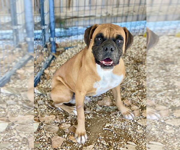 Medium Photo #3 Boxer Puppy For Sale in Austin, TX, USA