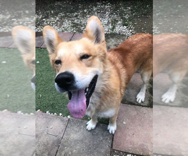 Medium Photo #4 Golden Retriever-Unknown Mix Puppy For Sale in Newfoundland, PA, USA