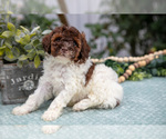 Puppy Nolan Poodle (Miniature)
