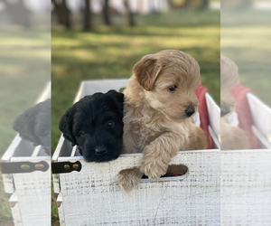 Miniature Labradoodle Puppy for sale in MOUNTAIN HOME, TX, USA