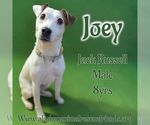 Jack Russell Terrier Dogs for adoption in Anchorage, AK, USA