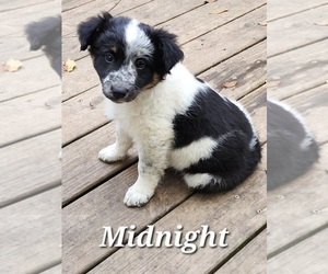 Texas Heeler Puppy for sale in UTICA, NY, USA