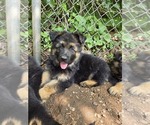 Small #2 German Shepherd Dog