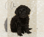 Puppy 1 Golden Cavadoodle