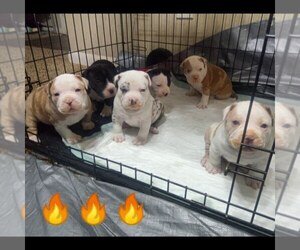American Bully Puppy for sale in PEACHTREE CORNERS, GA, USA