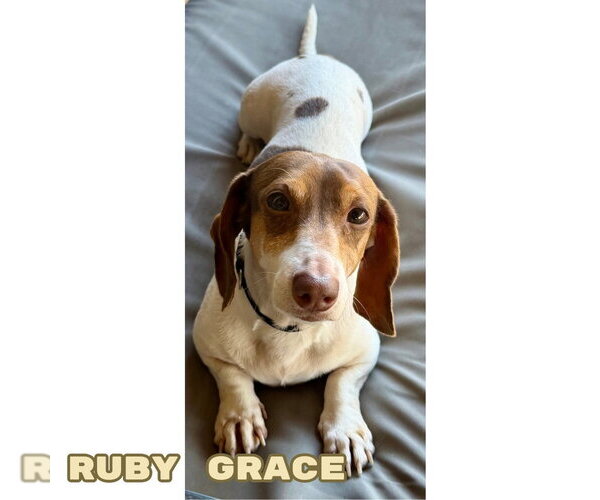Medium Photo #3 Dachshund Puppy For Sale in San Antonio, TX, USA