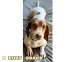Small #2 Dachshund