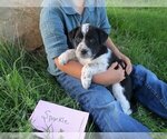 Puppy Sparkle Australian Cattle Dog-Border Collie Mix