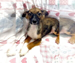 Mutt Dogs for adoption in San Diego, CA, USA